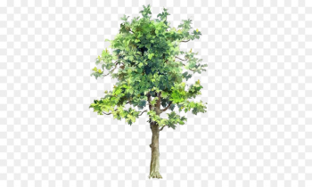 Tree Drawing Watercolor painting Architecture - Trees painted trees painted element 