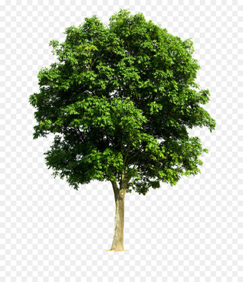 Tree English walnut Branch Pruning Stock photography - Bathing sunshine eucalyptus picture material 