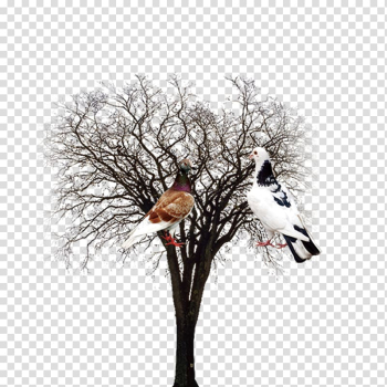 Tree Euclidean Computer file, Tree material transparent background PNG clipart