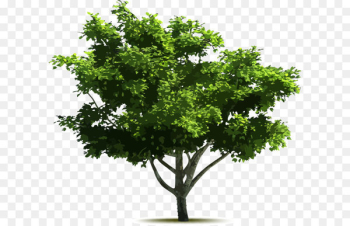 Tree Euclidean vector Adobe Illustrator - Vector Hand-painted trees 