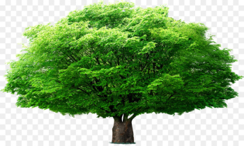 Tree Euclidean vector Leaf - Umbrella tree Tree Euclidean vector Leaf - Umbrella tree