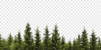 Tree Evergreen Conifers Forest Branch, tree, grass, color, spruce png Tree Evergreen Conifers Forest Branch, tree, grass, color, spruce png