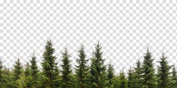 Tree Evergreen Conifers Forest Branch, tree transparent background PNG clipart Tree Evergreen Conifers Forest Branch, tree transparent background PNG clipart