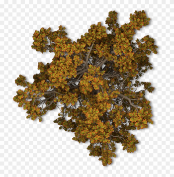Tree Fall Leave - Tree Top View Png Free