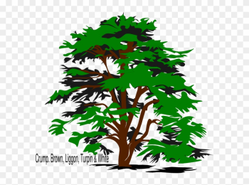 Tree, Family Reunion Png Clip Art - Cedar Tree Clip Art Tree, Family Reunion Png Clip Art - Cedar Tree Clip Art