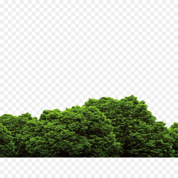 Tree - forest Tree - forest