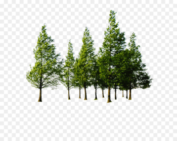 Tree Forest - Beautiful green tree forest Tree Forest - Beautiful green tree forest