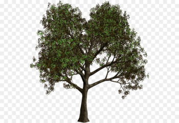 Tree Forest Clip art - Forest Tree PNG Clipart Tree Forest Clip art - Forest Tree PNG Clipart