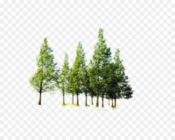 Tree Forest Computer file - Forest trees Tree Forest Computer file - Forest trees