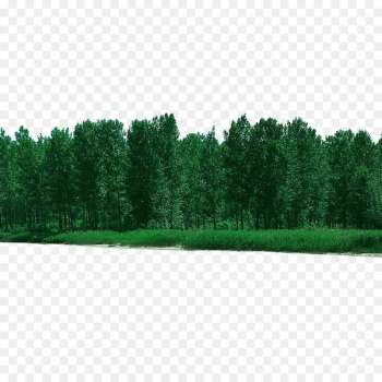 Tree Forest - Forest forested Tree Forest - Forest forested