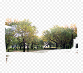 Tree Forest Icon - forest Tree Forest Icon - forest