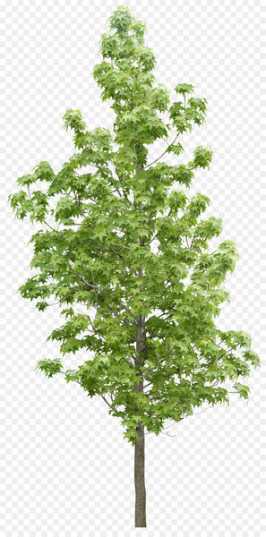 Tree Forest Vegetation - Forest trees Tree Forest Vegetation - Forest trees