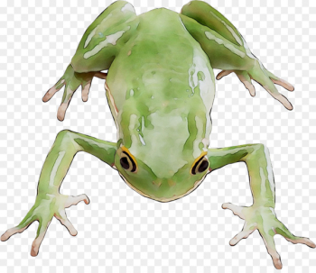 Tree frogs Amphibians Portable Network Graphics Image - Tree frogs Amphibians Portable Network Graphics Image -