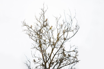 Tree Full Of Finches Tree Full Of Finches
