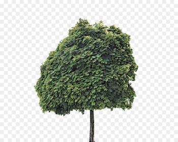 tree green plant woody plant leaf tree green plant woody plant leaf