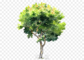 Tree - Hand-painted trees Tree - Hand-painted trees
