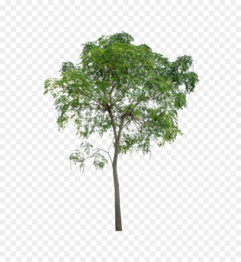 Tree Icon - Lush trees Tree Icon - Lush trees