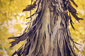 Tree in the Fall Free Photo 