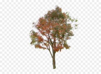 Tree Information Clip art - tree 