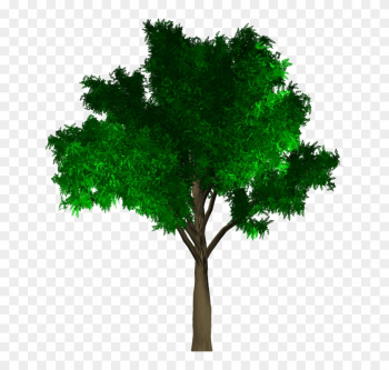 Tree, Isolated, Leaf, Green, Foliage, Branch, Ecology - Yogalogy: The Guide For Yoga Exams