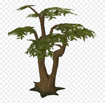 Tree - Jungle Tree Transparent Tree - Jungle Tree Transparent
