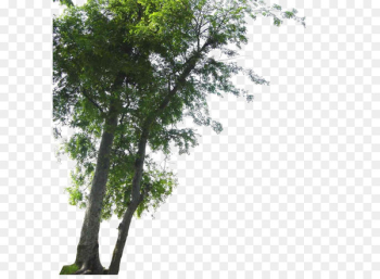 Tree Landscape - Landscape foreground tree Tree Landscape - Landscape foreground tree