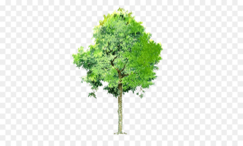 Tree Landscape - Trees background Trees transparent element Tree Landscape - Trees background Trees transparent element