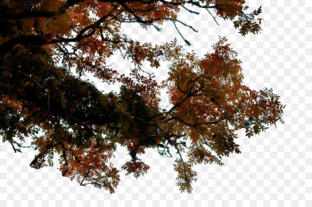 tree leaf branch woody plant plant tree leaf branch woody plant plant