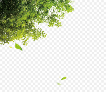 Tree Leaf Computer file - Trees Tree Leaf Computer file - Trees