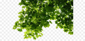 Tree Leaf - Leaves Png File Tree Leaf - Leaves Png File