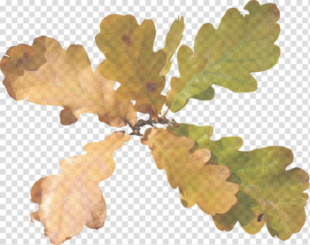 Tree Leaf Oak Acorn , acorn transparent background PNG clipart Tree Leaf Oak Acorn , acorn transparent background PNG clipart