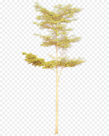 tree leaf plant woody plant branch tree leaf plant woody plant branch