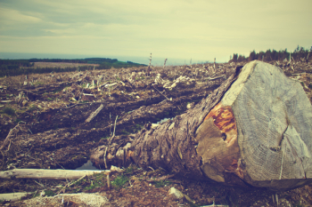 Tree Log