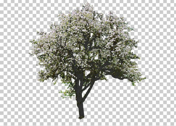 Tree Magnolia Rendering PNG, Clipart, Branch, Magnolia, Nature ...
