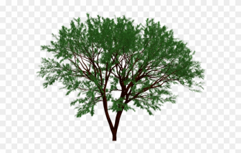 Tree, Nature, Garden, Forest, Leaf, Leaves, Natural - Tree Tree, Nature, Garden, Forest, Leaf, Leaves, Natural - Tree
