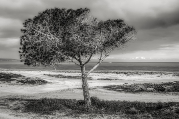 Tree on Beach Against Sky Tree on Beach Against Sky