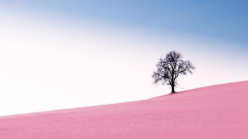 tree on desert tree on desert