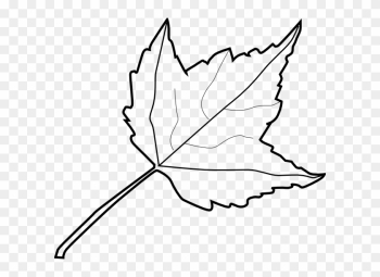 Tree Outline Coloring Book Maple Leaf Clip Art At Vector - Outline Image Of Leaf