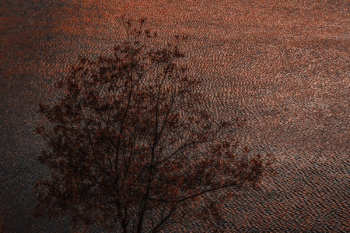 Tree Painting