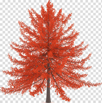 Tree Pine Twig Painting, tree transparent background PNG clipart