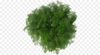 Tree Plan File viewer - tree top view Tree Plan File viewer - tree top view