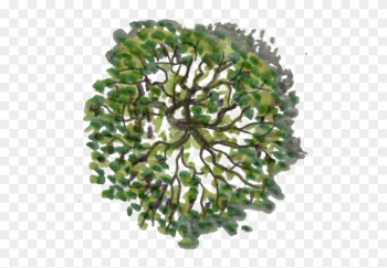 Tree Plan View Png Top View Trees Plans - Tree Top View Png