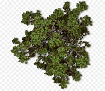 Tree Plant Autumn Shrub - tree top view Tree Plant Autumn Shrub - tree top view