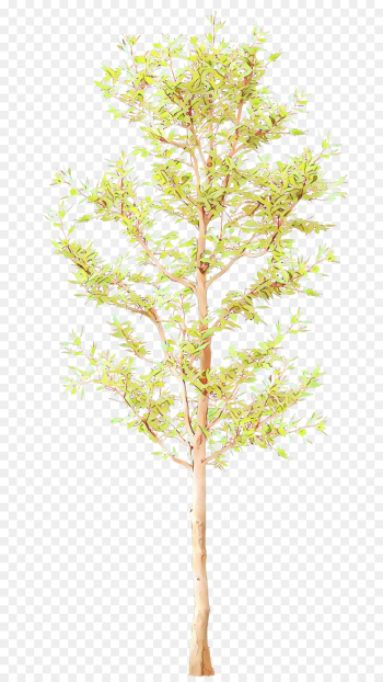tree plant branch leaf twig tree plant branch leaf twig