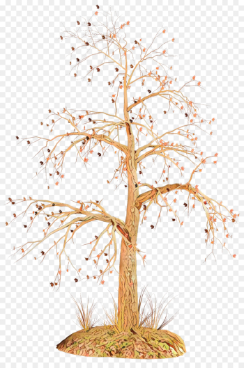 tree plant branch woody plant twig tree plant branch woody plant twig