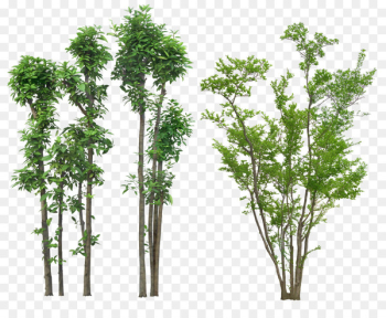 Tree Plant Drawing Architecture - shrubs Tree Plant Drawing Architecture - shrubs
