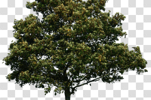 Tree,Plant,Woody plant,Flowering plant,Oak,California live oak ...