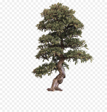 tree plant woody plant lodgepole pine houseplant tree plant woody plant lodgepole pine houseplant