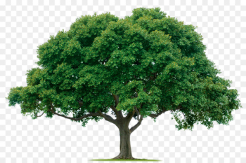 Tree planting Lawn-Tek, LLC Pruning Arborist - Jungle Tree PNG Photos 