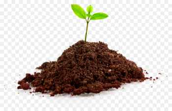 Tree Planting, Plants, Tree, Soil, Plant PNG